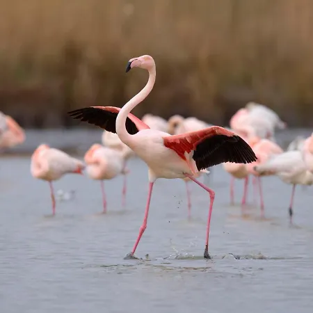 Escale Plage-2 By Interhome Le Grau-du-Roi